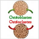 Ostéoporose : une nouvelle voie thérapeutique