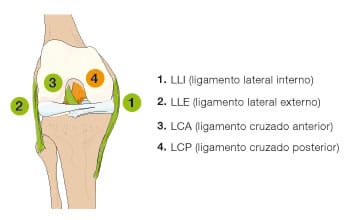 osteoartritis Esquema de ligamentos de la articulación de la rodilla