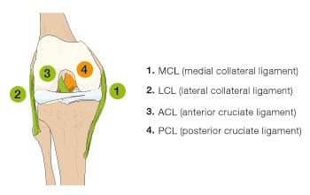 Diagram of the ligaments of the knee joint