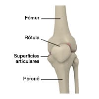 Articulación de la rodilla