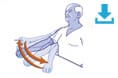 Exercises for osteoarthritis of the shoulder - Established osteoarthritis