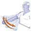 Exercises for osteoarthritis of the shoulder - Established osteoarthritis