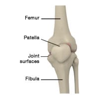 knee articulation