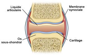 Schéma d'une articulation normale